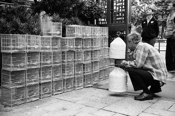 Bird Market 雀仔街, Mong Kok