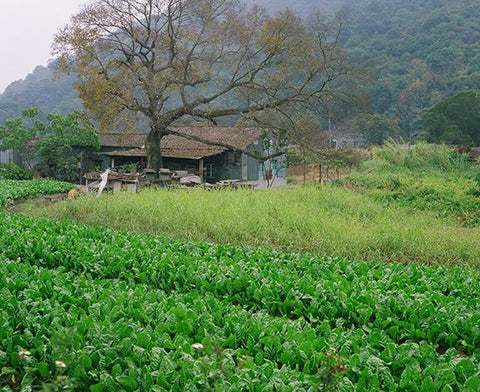 Farm, Luk Keng, New Territories