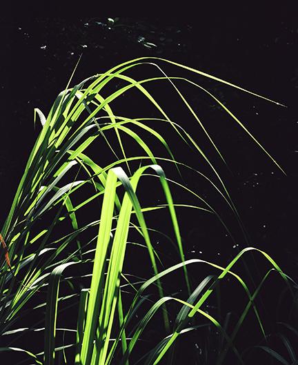 Grass, Ma On Shan Country Park, Hong Kong 2001